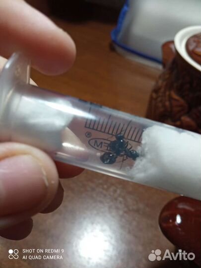 Матки жнецов