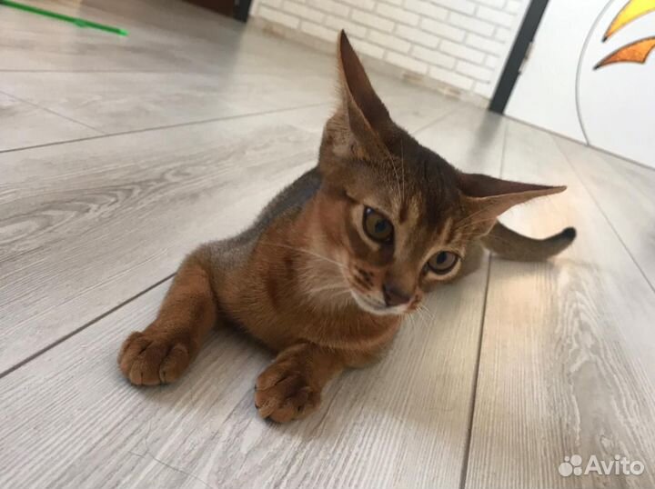 Абиссинская кошечка