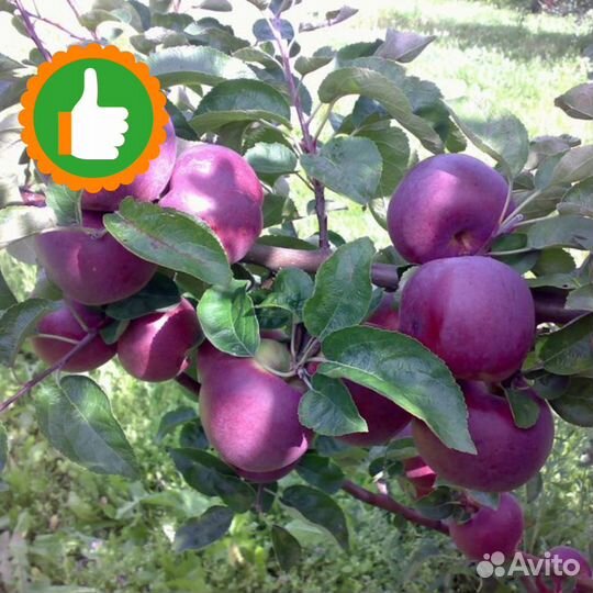 Саженцы яблоня Спартан