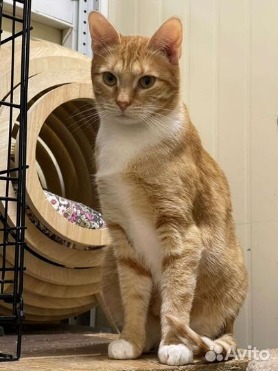 Рыжий молодой кот в дар