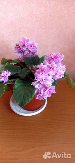 Фиалка сортовая