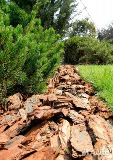 Мульча сосновая кора