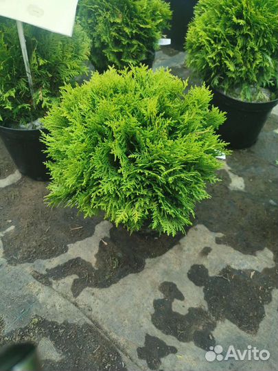 Туя смарагд