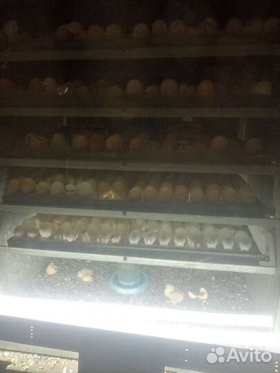 Инкубатор для яиц