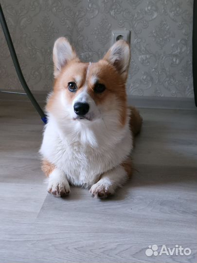 Вельш-корги пемброк вязка