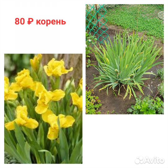 Многолетники