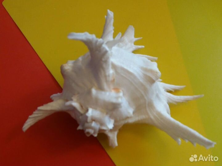 Ракушки большие