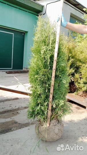 Туя Колумна 120-140см оптом