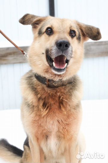 Домашняя собака в приюте Ищем дом