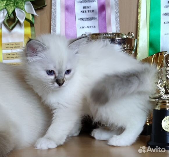 Священная бирма