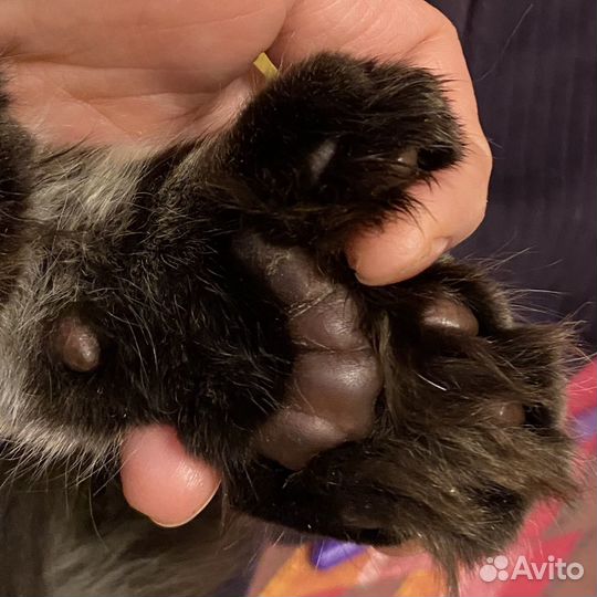 Мейн-кун котенок полидакт мальчик