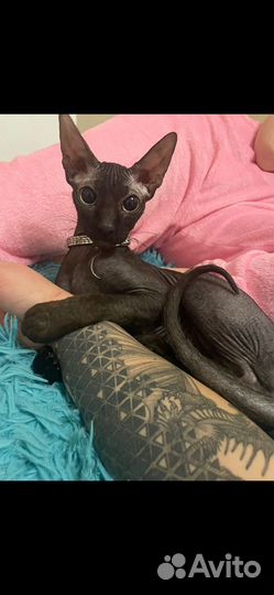 Канадский сфинкс