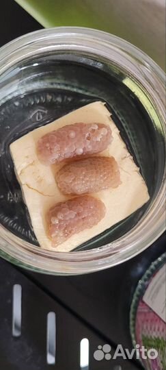 Улики ампулярии цена за шт