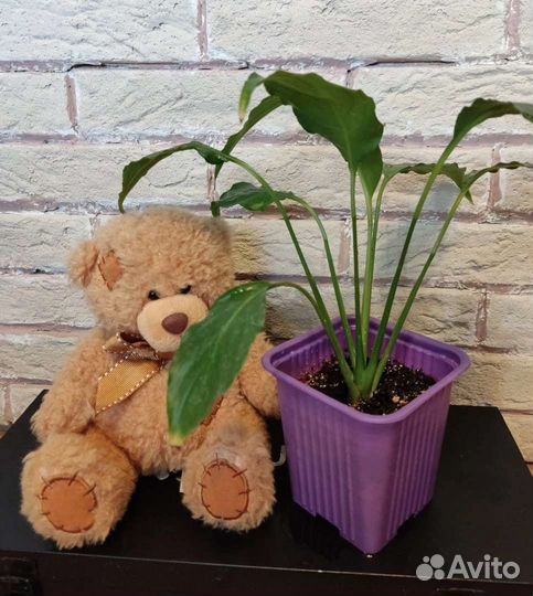 Спатифиллум