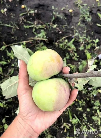 Саженцы яблони оптом и розница