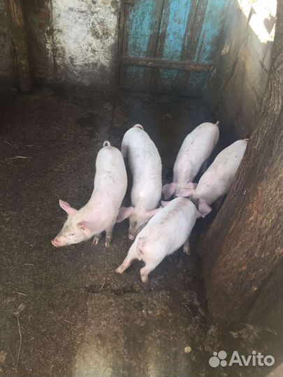 Поросята петрен