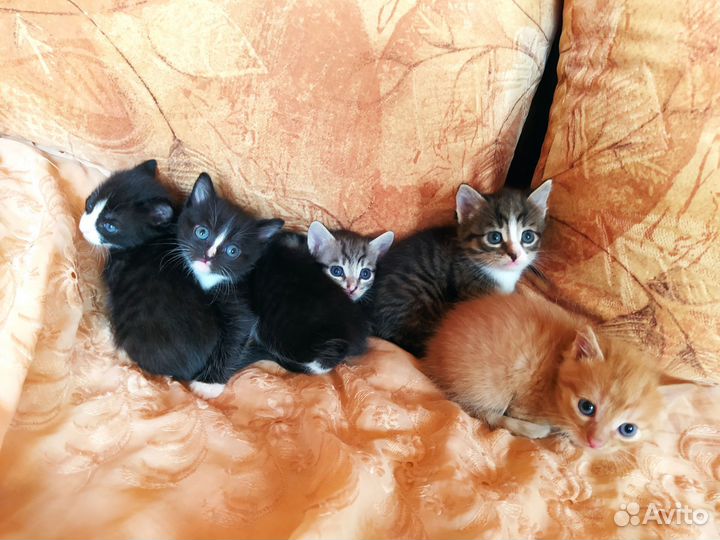 Котята в дар
