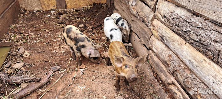 Поросята помесь с диким кабаном