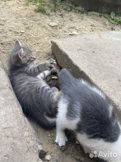 Котенок от британской кошки в добрые руки