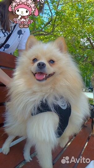 Немецкий шпиц