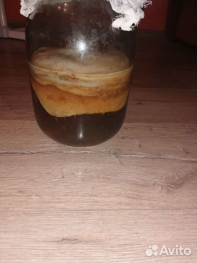 Чайный гриб Комбуча