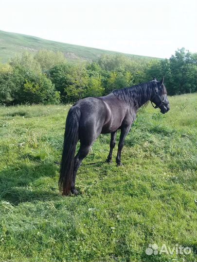 Карачаевский жеребец