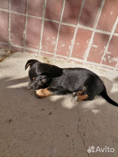 Собака в добрые руки щенок