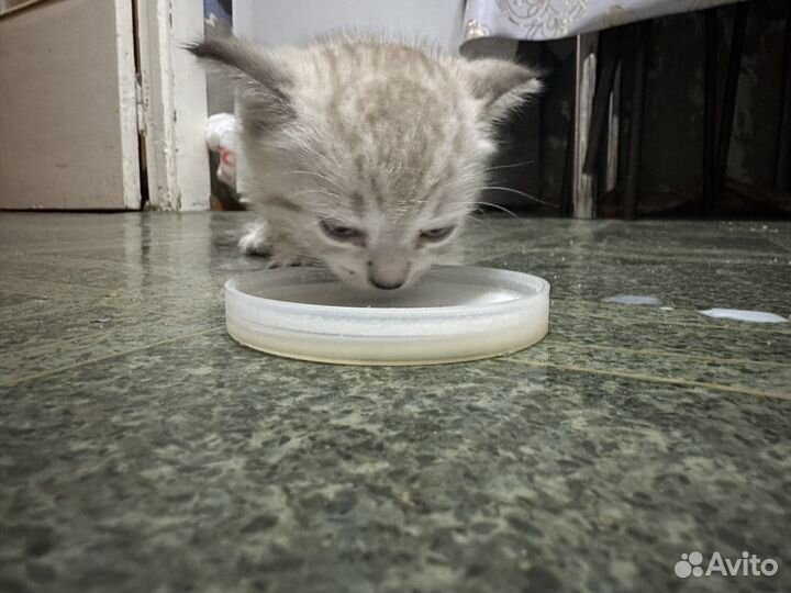 Шотландская вислоухая кошка