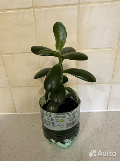 Толстянка (денежное дерево)