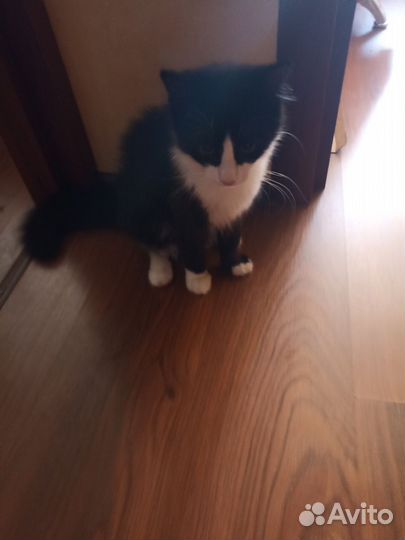 Котик бесплатно в добрые руки