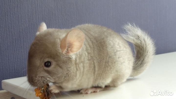 Шиншиллята