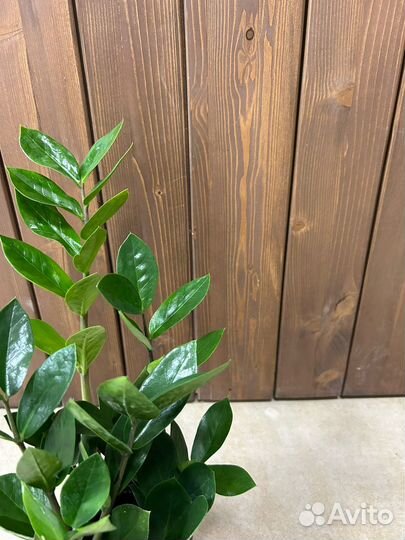 Замиокулькас d12