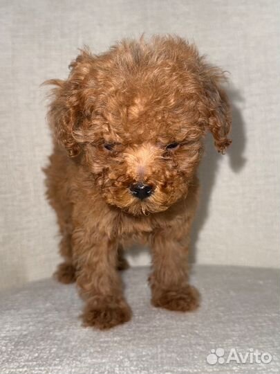 Той-пудель мини девочка