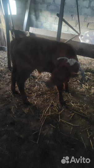 Тёлочка и бычок