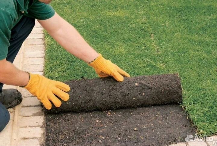 Продажа Рулонного газона