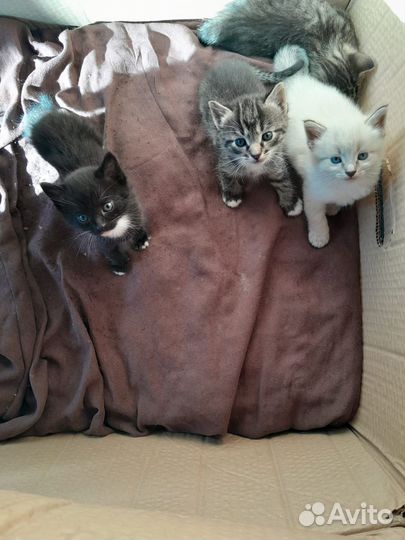 Котята в добрые руки