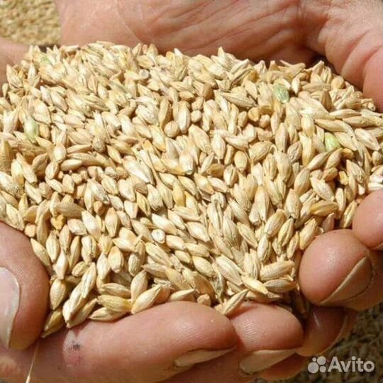 Ячмень, пшеница