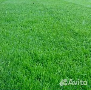 Продажа Рулонного газона