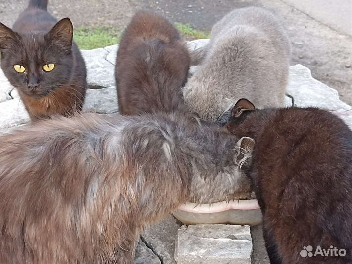 Котята в добрые руки