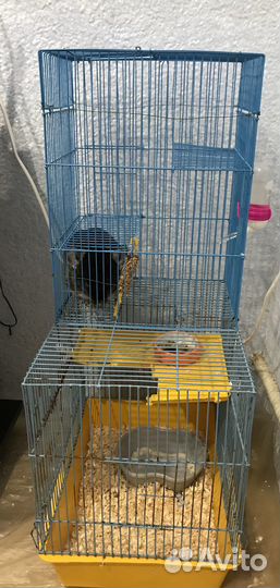 Серебристая шиншилла