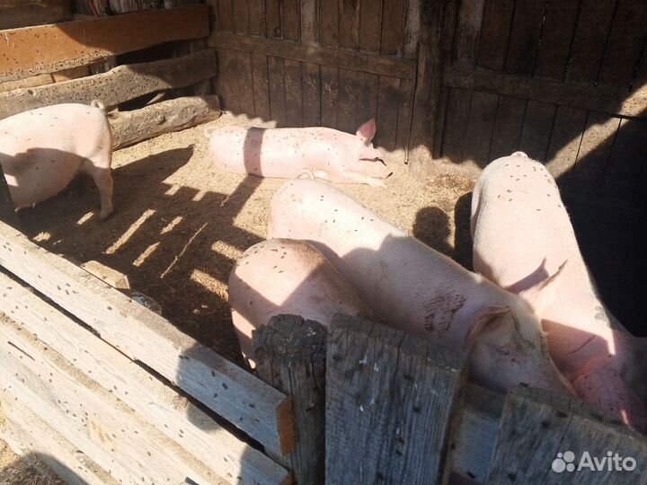 Свинки 6 мес