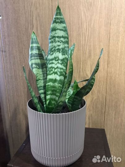 Комнатные растения цветы