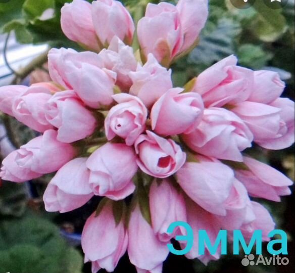 Пеларгония тюльпановидная