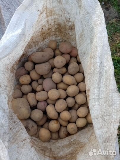 Картошка домашняя с доставкой