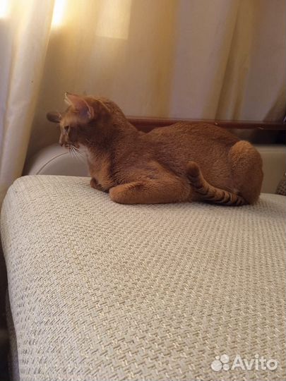 Абиссинский кот