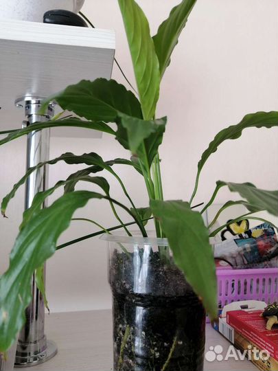 Спатифиллум