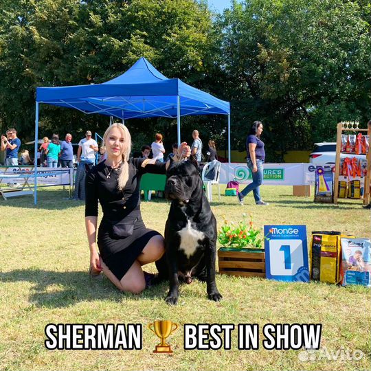 Щенки кане корсо