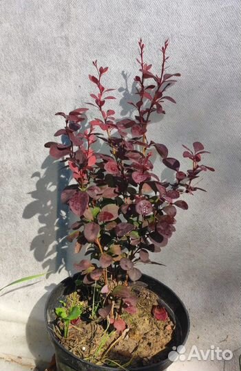 Гортензия,барбарис,садовые многолетники-почтой