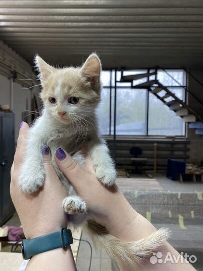 Котята в добрые руки бесплатно