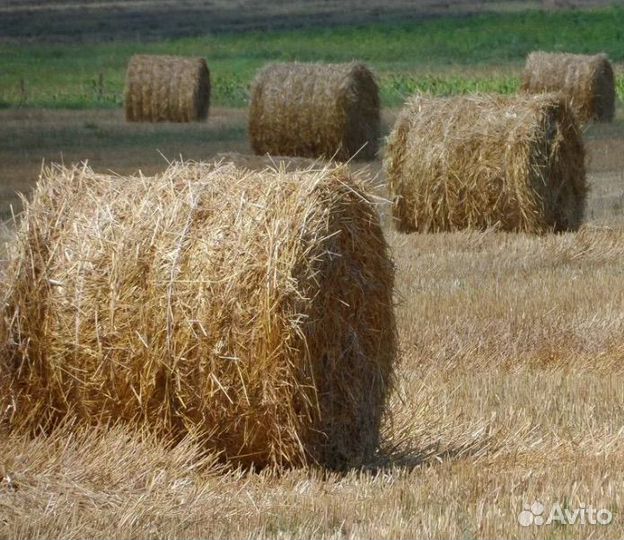 Продам сено в рулонах